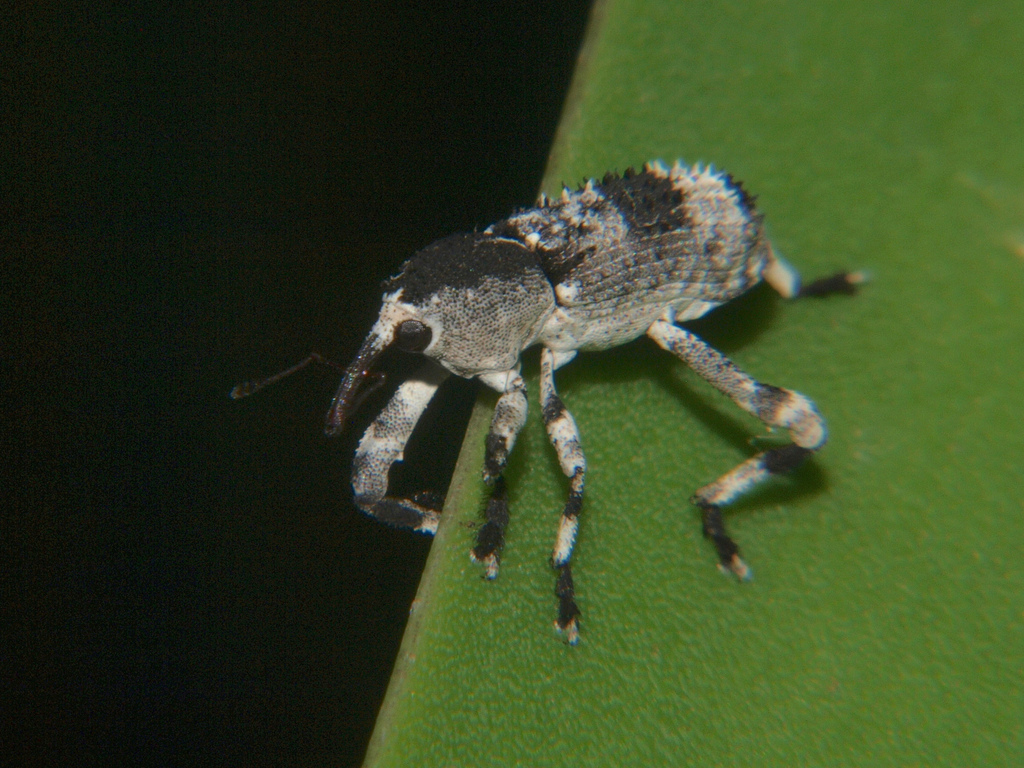 Camptorhinus setiferus