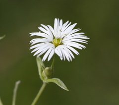 Stellaria radians