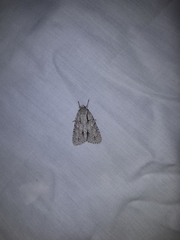 Acronicta lobeliae