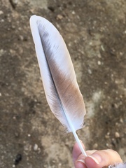 Columba livia domestica