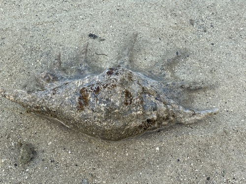 Photo of Truncate Spider Conch (Lambis truncata)