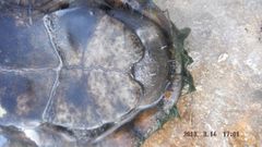 Kinosternon hirtipes