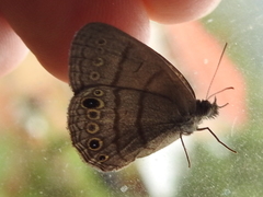 Hermeuptychia harmonia
