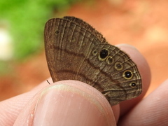Hermeuptychia harmonia