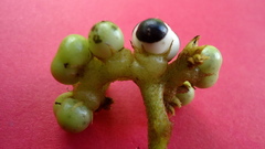 Tournefortia subsessilis