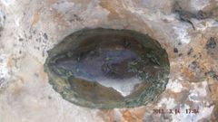 Kinosternon hirtipes