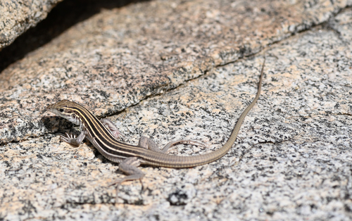 Desert Grassland Whiptail