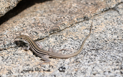 Desert Grassland Whiptail photo 4