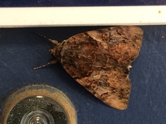 Catocala muliercula