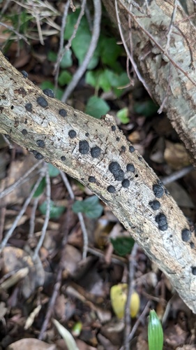 Annulohypoxylon truncatum