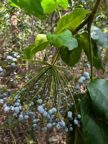 Image of Mackinlaya macrosciadea by (c) Daniel Montesinos, some rights reserved (CC BY)