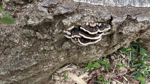 Trametes versicolor
