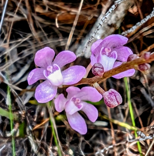Image of Sarcochilus ceciliae by (c) Daniel Montesinos, some rights reserved (CC BY)