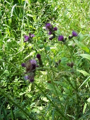 Cirsium palustre