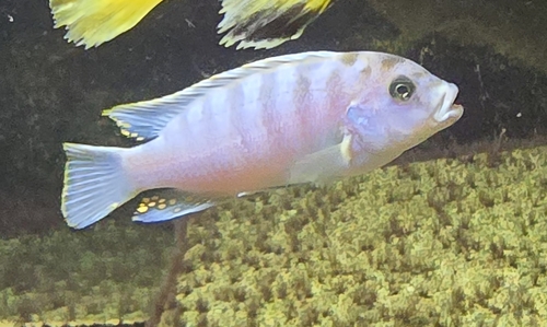 Ice blue zebra (Maylandia greshakei) — Cichlidae — 2