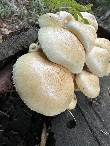 Neolentinus lepideus