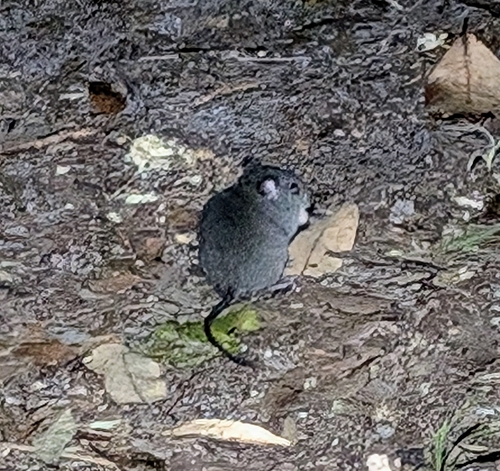 Grassland Melomys