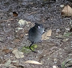 Grassland Melomys