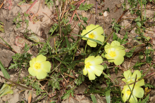 Grielum humifusum, photograph 5
