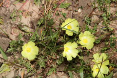 Grielum humifusum, photograph (c) Wessel Pretorius, some rights reserved (CC BY-SA)