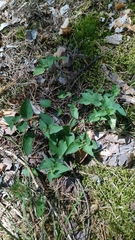 Rostratae