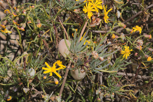 Crassothonna cylindrica, photograph 4
