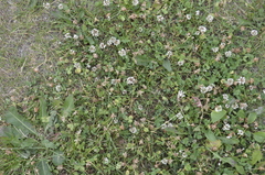 Trifolium repens