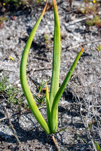 Bulbine praemorsa