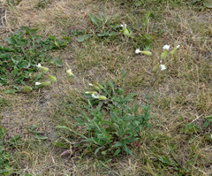 Silene latifolia alba