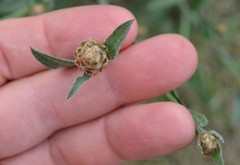 Centaurea jacea