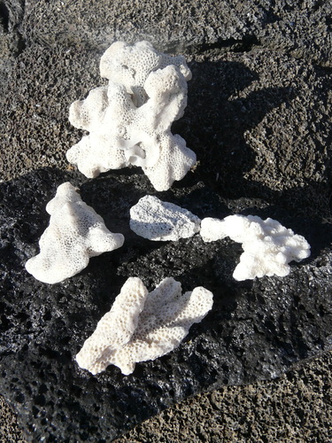 Photo of Cauliflower coral (Pocillopora damicornis)