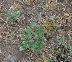 Artemisia absinthium