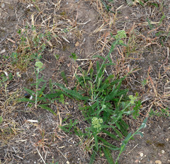 Achillea millefolium