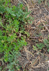 Galium mollugo