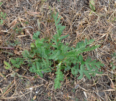 Tanacetum vulgare