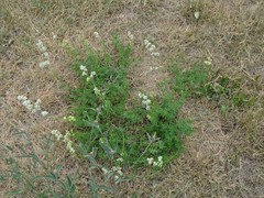 Galium mollugo