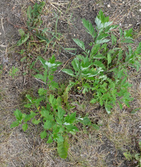 Artemisia vulgaris