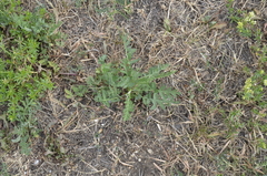 Tanacetum vulgare