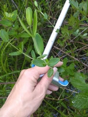 Hypericum crux-andreae