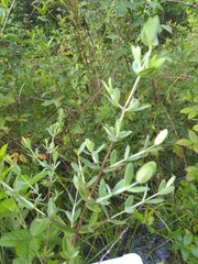 Hypericum crux-andreae