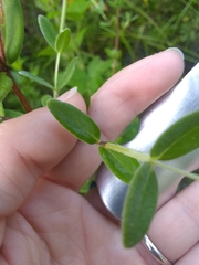 Hypericum crux-andreae