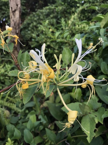 Lonicera affinis iNat (2)