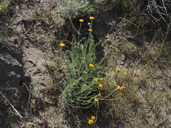 Hysterionica jasionoides