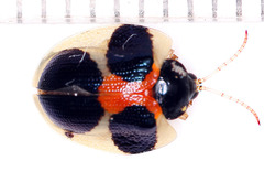 Spilophora aequatoriensis