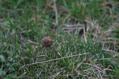 Amphimallon solstitiale