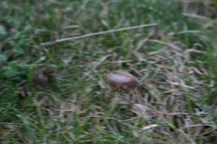 Amphimallon solstitiale