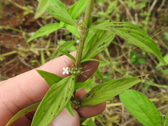Spermacoce ocymifolia