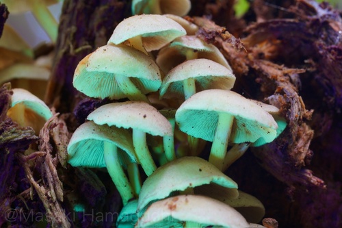 Hypholoma fasciculare