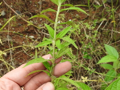 Spermacoce ocymifolia