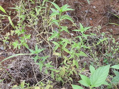 Spermacoce ocymifolia